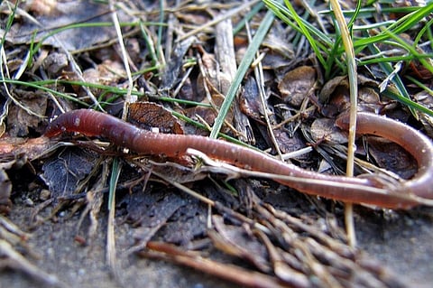 Earthworms are recyclers. They play a crucial role in breaking down organic matter and fertilising the soil, simply through their constant eating and pooping (about 1.5 times their body weight a day)
Credit: schizoform/Flickr