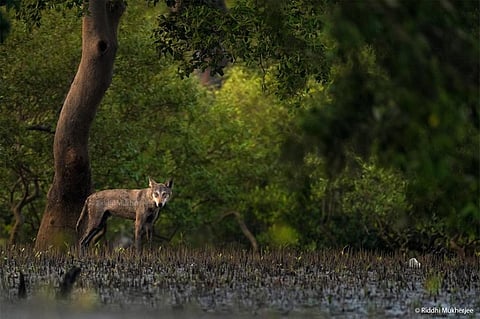 The adult male photographed by Riddhi Mukherjee in Jyotirampur in the buffer zone of the Sundarbans National Park Credit: Riddhi Mukherjee