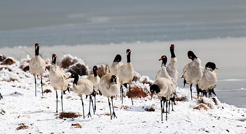 Changing land use patterns, coupled with a boom in the tourism industry, are posing a serious threat to the black-necked cranes (Photo: Pankaj Chandan)