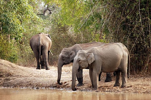 Desperately in need of water and fodder, the dehydrated elephants are wandering into human territories. Credit: Dhruvaraj S / Flickr