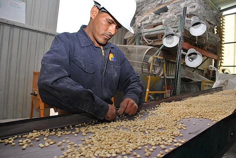 Seeds are then shipped to different countries for cleaning, treating, testing and packaging before they are sold and shipped again Credit: International Maize and Wheat Improvement Center / Flickr