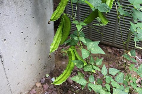 Winged beans, also called Goa beans, is a highly nutritious legume crop that normally grows wildly (Credit: Steve Bozak/CSE)