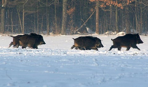 Wild Boar in the winter in Europe Credit: Flickr