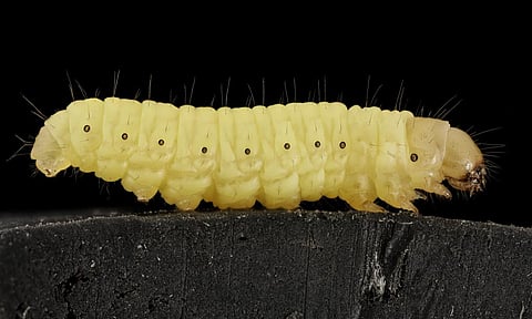 The moth, Galleria Mellonella, can make holes in a polythene plastic bag in an hour. Credit: USGS Bee Inventory and Monitoring Lab/Flickr