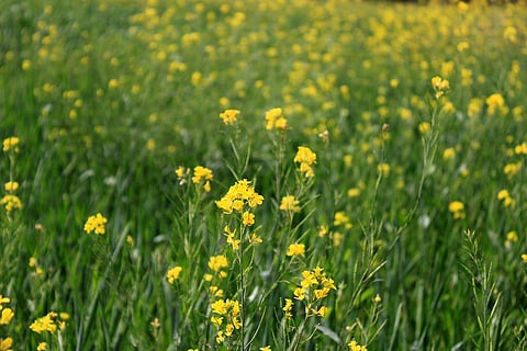 GM crops are at the core of Modi government’s plans for pushing growth in the biotechnology sector. Credit: Kinshuk Sunil / Flickr