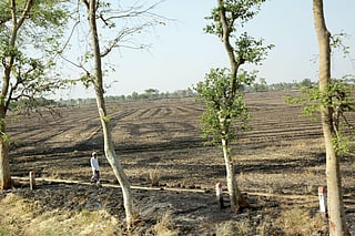 A tract of burnt land in Deoria district of Uttar Pradesh. Though burning crop residue is prevalent in several parts of the state, officially, only one case has been registered so far this year in Gautam Budh Nagar district (Photo: Srikant Chaudhary)