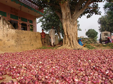Average price of onion dropped by 21 per cent between July 2016 and April 2017. Credit: Kumar Sambhav Shrivastava / CSE