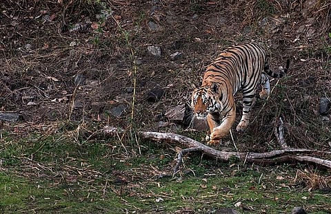 In the light of increasing poaching activities, the NTCA had given directions to chief wildlife wardens of states with tiger ranges. Credit: Wikimedia Commons