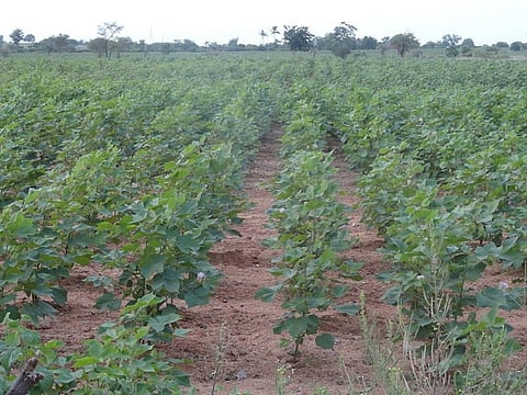 It is possible to enhance the efficacy of biopesticides by converting them into nanoparticles. Credit: wikimedia commons