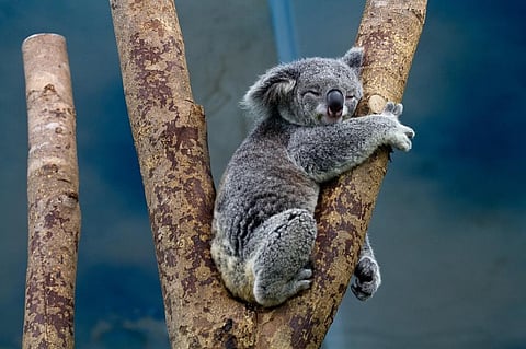 Koalas have strong associations with small areas of habitat and tend to rely on particular food trees.Credit: skeeze / pixabay