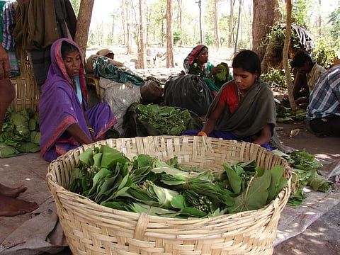 The tribals collect the leaf as part of their right defined under FRA (Credit: Kumar Sambhav Shrivastava/CSE)