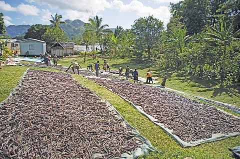 Why are vanilla growers in Madagascar struggling to survive?