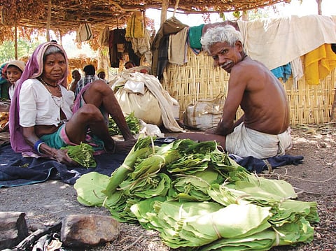 Madhya Pradesh did not share the `365 crore revenue it earned from tendu leaves over 14 years with its tribal communities (Photo: Kumar Sambhav Shrivastava)
