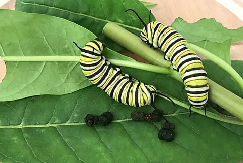 Monarch caterpillars feeding on milkweed leaves and dropping their faces (taken in the laboratory facility). Prayan Pokharel, Author provided