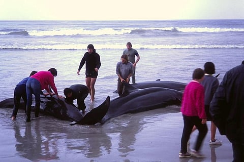 Mass beaching of whales is a global phenomenon but the causes have eluded researchers for long. Credit: wikimedia commons
