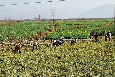 Smallholders are vulnerable, resource-poor individuals with very weak coping mechanisms
Credit: egorgrebnev/Flickr