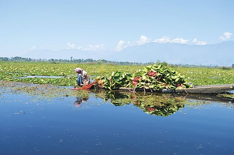 The Narkara wetland, 12 kilometres south of Srinagar, is a major bird habitat and flood absorption basin for
the city (Photo: Athar Parvaiz)