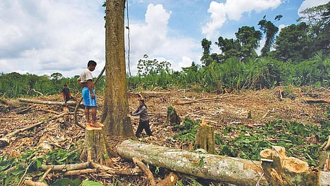 Ecuador has seen rapid deforestation in the past five years with farmers clearing patches to set up teak plantations (Source: ALAMY)