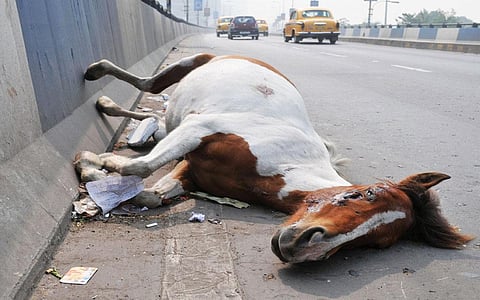 COURTESY: ANIMALIA-LIFE.CLUB