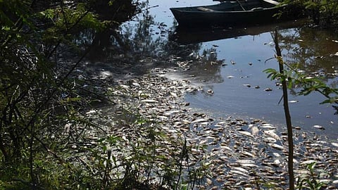 Experts, however, believe that it is not due to low water levels that the fish are in distress and attribute this event to pollution. Credit: Non Stop News