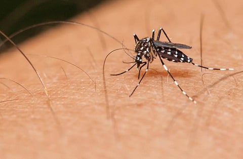 There are four serotypes of dengue virus - DENV-1 to 4