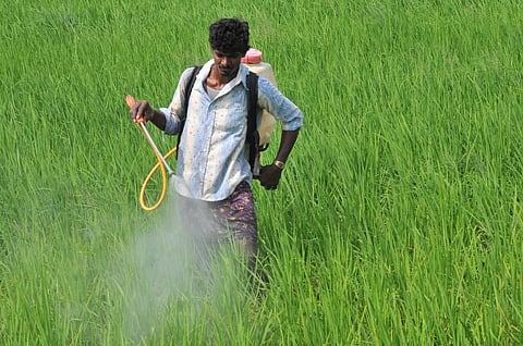 3% of those working in agriculture worldwide suffer from acute pesticide poisoning. Credit: Meeta Ahlawat/CSE