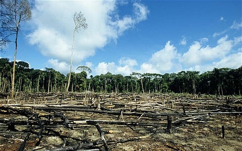 The new recommendations attempt to regulate penalties on projects that violate the procedure for forest diversion (via Wikimedia Commons)