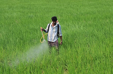 For several years, Telangana, Andhra Pradesh and Gujarat have seen high pest incidences and pockets of resistance to pesticides. Credit: Meeta Ahlawat / CSE