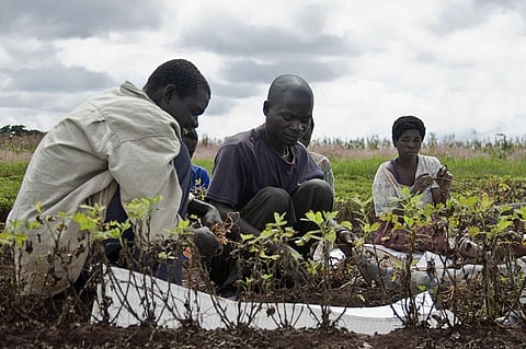 Promoting mechanisation for small scale farmers in Africa is proving incredibly difficult (Credit: Wikimedia Commons/Swathi Sridharan)