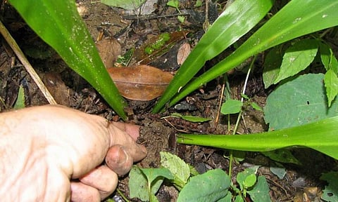 Barcoding markers can be used to correctly identify similarities within a species Credit: pixnio