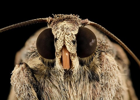 By early 2017, 13.5 million tonnes of maize in Africa had been lost to armyworm—an insect with a voracious appetite and reproduction rate. Credit: USGS Bee Inventory and Monitoring Lab / Flickr