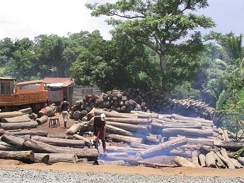 Chinese consumption drives much of the global trade in wildlife exploitation and smuggling. Credit: Wikimedia Commons
