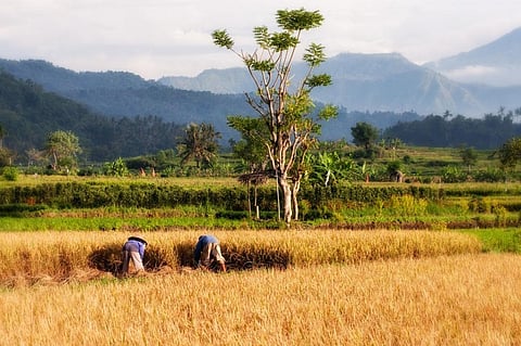 Traditional varieties of rice will be promoted among farmers as they are the best bet for adapting to changing climate. Credit: Pixabay