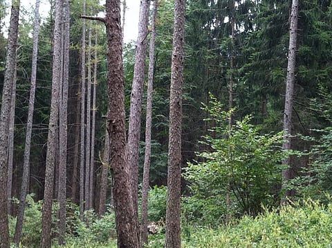 About 70 per cent of recently undertaken CA has either been done on forest land, when it is meant to be undertaken on non-forest land or on ancestral community lands of particularly vulnerable tribal groups. Credit: Flickr