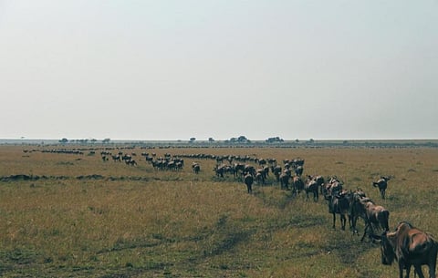 There is little direct evidence that migrants frequently spread pathogens long distances. Credit: Pixnio