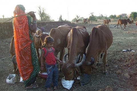 Madhya Pradesh government has been working on a law that would make abandonment of cows an offence and punishable under the Indian Penal Code. Credit: Aparna Pallavi / CSE