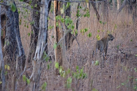 The National Board of Wildlife also allowed diversion of 622 ha of tiger corridor in Maharashtra's Tadoba Andheri Tiger Reserve for the construction of an irrigation canal. Credit: Wikimedia Commons