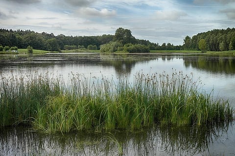 Earlier studies had found that increased CO2 levels were likely to have an impact on important freshwater species. Credit: Wikimedia Commons