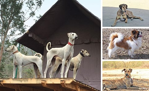 (Clockwise from far left) Chippiparai
from Tamil Nadu, Sindhi Hound, Tibetan
Spaniel and Banni Hound from Kachchh
are some of the indigenous breeds that
have been preserved across India (Photographs Courtesy: S Theodore Baskaran)