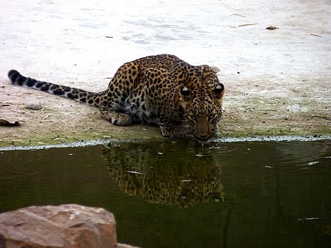 A leopard in the Jhalana Reserve Forest near Jaipur Credit: Flickr