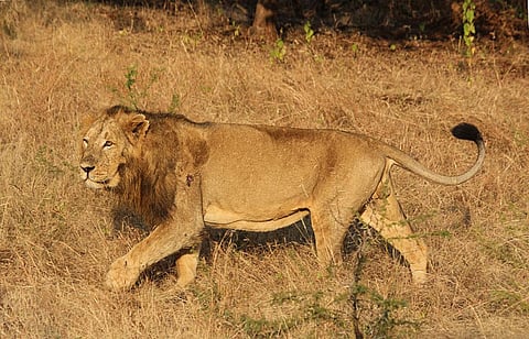 A male lion in Gir Credit: WIkimedia