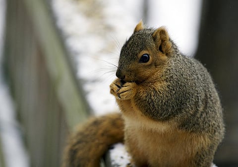 Just as humans make houses using locally available material, the Indian palm squirrel too is doing so. Credit: Dawn Huczek/Flickr
