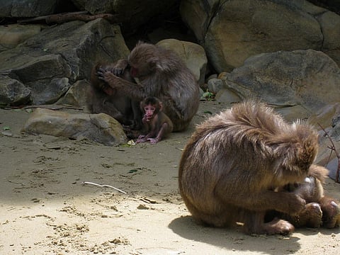 Monkey fever strikes monkeys and humans bitten by virus-infected ticks that latch on to monkeys.Credit: AHLN/Flickr