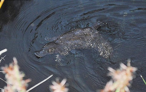 The platypus has always been a favourite among researchers for its unique physiology. Credit: Cazz/Flickr