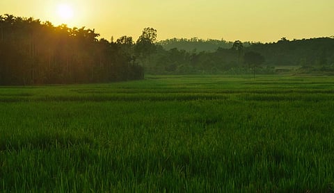 Researchers point out that rice milling, done for polishing rice grain, involves discarding bran or brown outer layer of rice kernel which has considerable nutritional value and health benefits. Credit: Pixabay