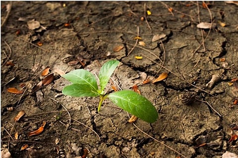 The report highlights rapid urban expansion and unsustainable management of croplands and grazing lands as the main reasons for this. Credit: IPBES