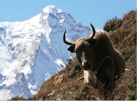 Heat stress in yak is affecting the rhythms of physiological responses of the animal. Credit: ISC