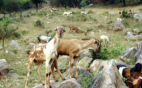 People shift from agriculture and cattle rearing to goat rearing because goats can survive in harsh environment and still provide good profit.