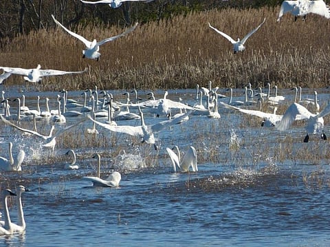Tundra swans, which nest in the Arctic and migrate south in fall, alight at Mattamuskeet National Wildlife Refuge in North Carolina. Allie Stewart/USFWS, CC BY