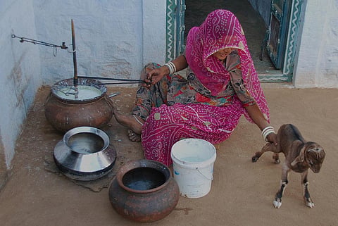 A Bishnoi woman petting a Kid Credit: Wikimedia Commons